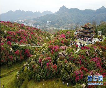  飞阅百里杜鹃花海 