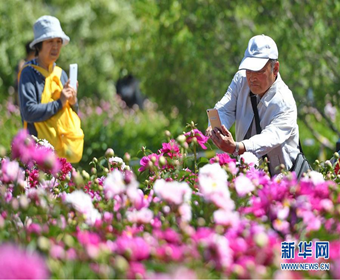 长春：芍药花开游人来