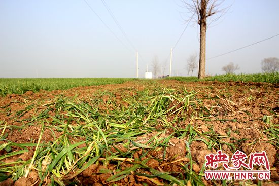 河南上蔡：村委干部“一时疏忽” 百亩良田差点被毁