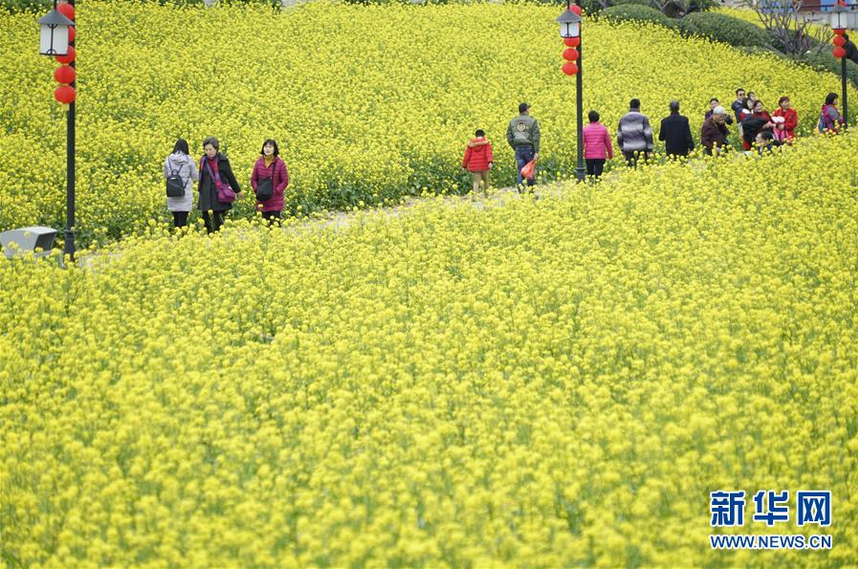 　　2月2日，游人在福州花海公园盛开的油菜花前拍照。 　　近日，福建省福州市天气宜人，花海公园近百亩油菜花提前盛开，吸引不少游人前来赏花。 　　新华社记者 宋为伟 摄