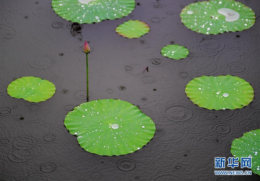 6月5日，江苏海安一处荷塘里的荷花在雨中更显清丽。 新华社发（顾华夏 摄）