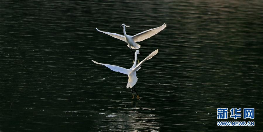 6月5日，两只白鹭在北京市海淀区清河河面上嬉戏。 新华社发（刘宪国 摄）
