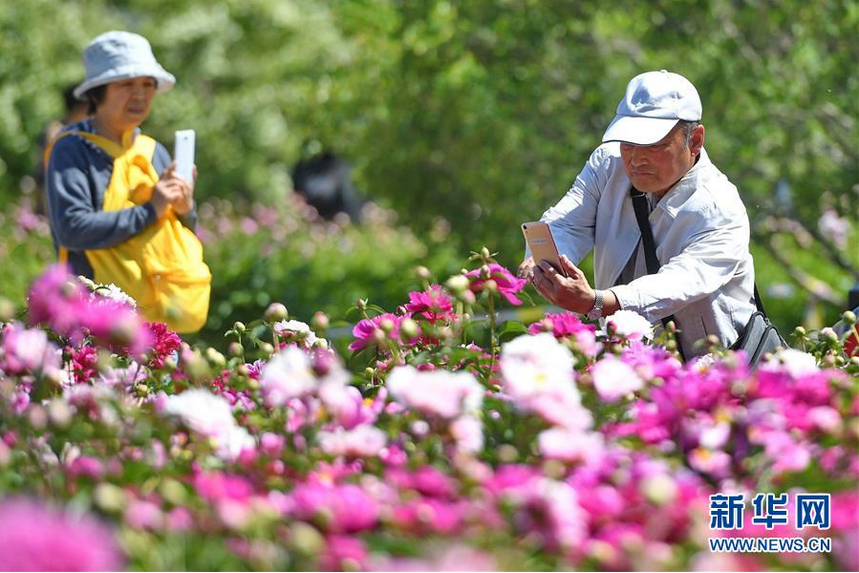 　　6月5日，在长春公园芍药园内，游人在拍照留念。随着气温升高，吉林省长春公园内6万余株芍药花进入盛放期，吸引众多游人前来观赏。 新华社记者 张楠 摄