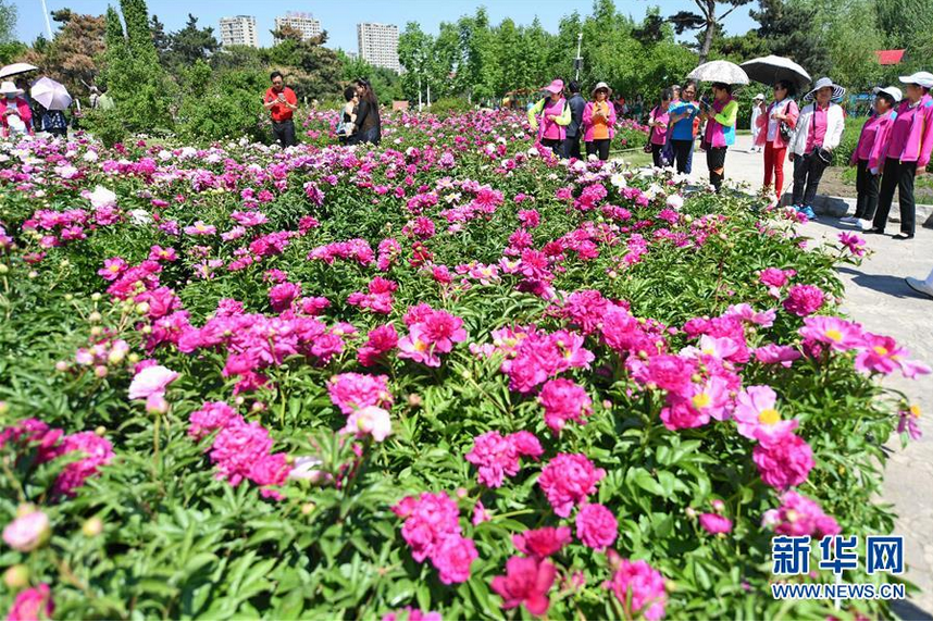 　　6月5日，在长春公园芍药园内，游人在拍照留念。随着气温升高，吉林省长春公园内6万余株芍药花进入盛放期，吸引众多游人前来观赏。 新华社记者 张楠 摄