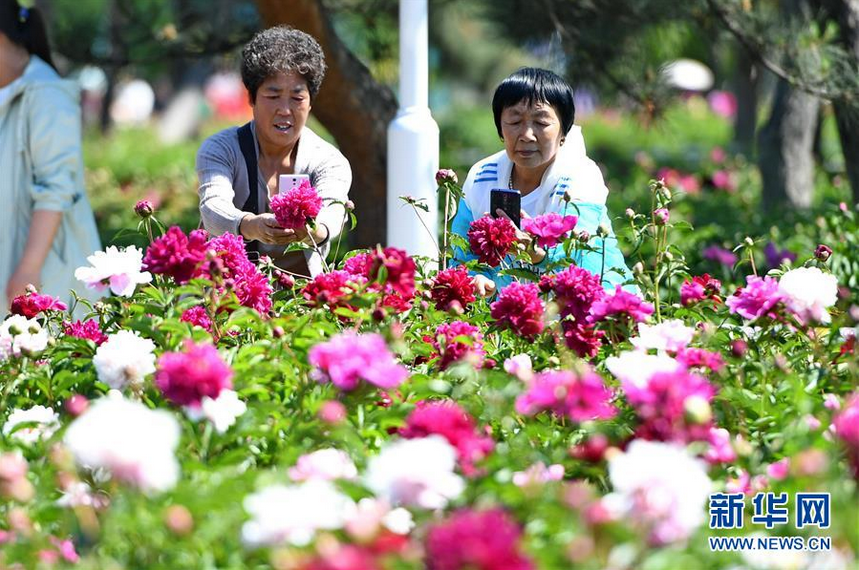 　　6月5日，在长春公园芍药园内，游人在拍照留念。随着气温升高，吉林省长春公园内6万余株芍药花进入盛放期，吸引众多游人前来观赏。 新华社记者 张楠 摄