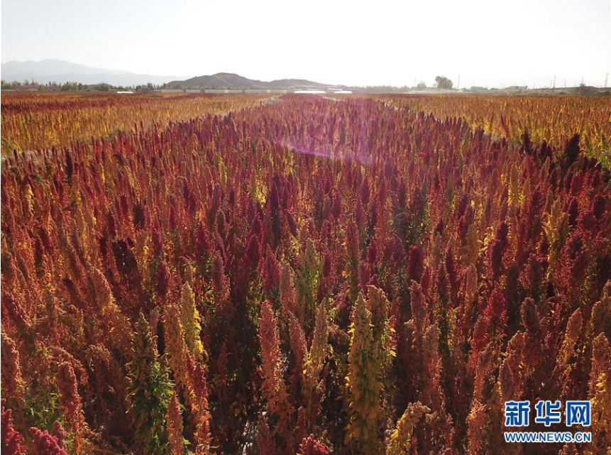 　　这是9月27日航拍的青海省海西蒙古族藏族自治州乌兰县的藜麦田。深秋时节，层林尽染的黑泉水库，诗画田园的祁连，云卷云舒的岗什卡雪山，令人赞叹的胡杨林……这里总有不同的美景使人沉醉，却又惊喜连连，毫无重复疲劳之感——这就是秋日里的大美青海。新华社记者 吴刚 摄