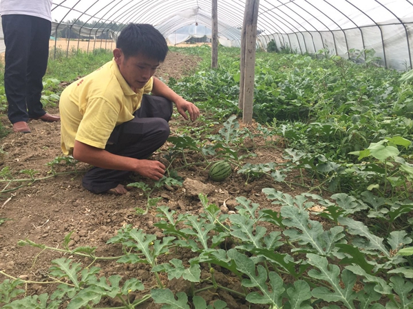 高东明在他的西瓜地里