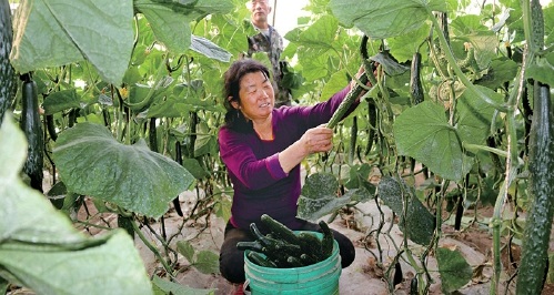 温室蔬菜产销旺　种菜农民致富忙