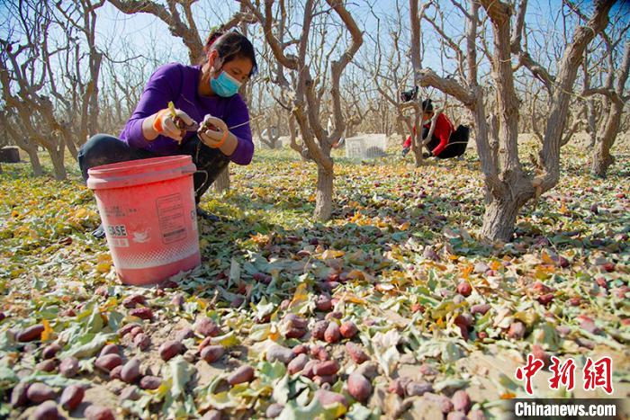 红枣成富民增收主导产业新疆洛浦农民过上红火日子