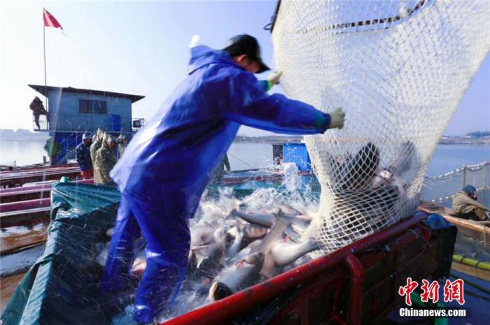 资料图：湖南大湖冬捕季，工作人员在船上清点刚刚收获的活鱼。周翔摄